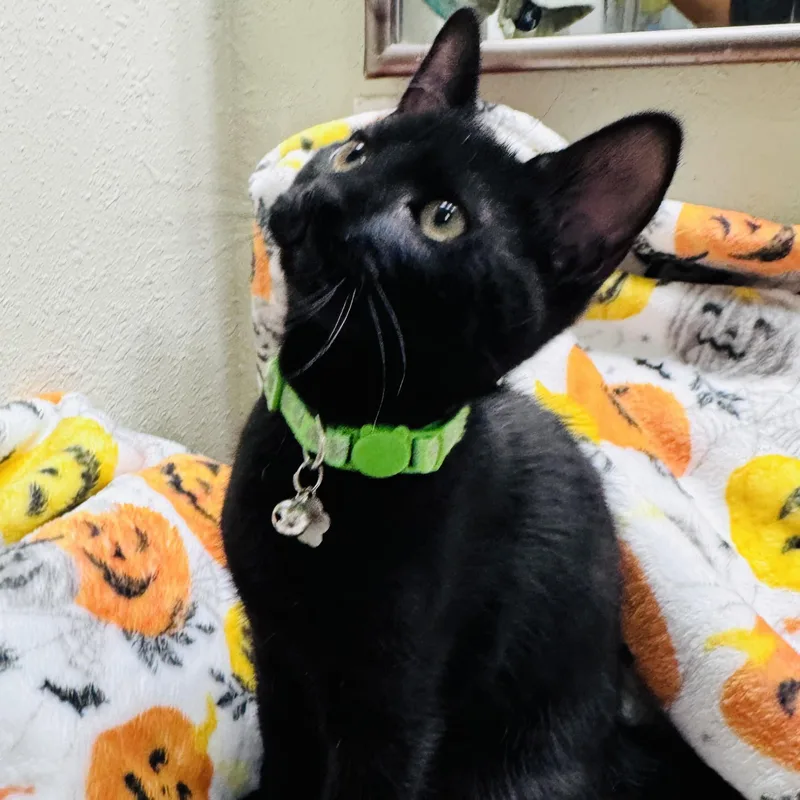 A baby small-sized male Black Domestic Short Hair cat named Pippin for adoption in Liverpool, TX