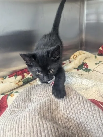 A baby small-sized male Domestic Short Hair cat named Paulie for adoption in Pendleton, OR