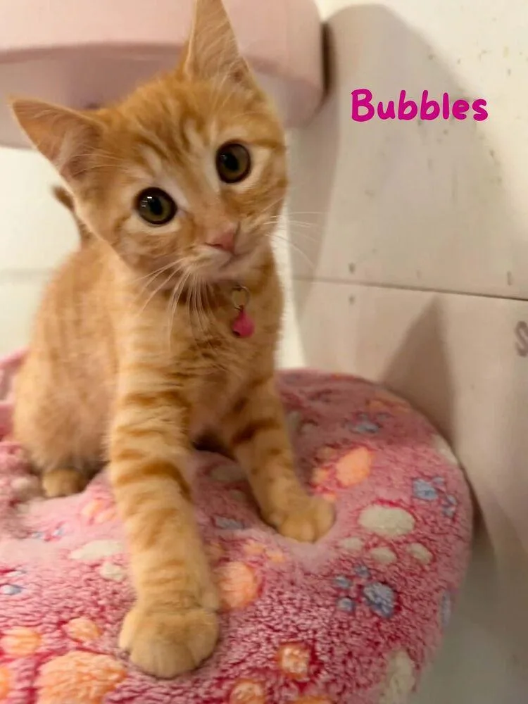 A baby small-sized female Tabby (Orange / Red) Domestic Short Hair cat named Bubbles for adoption in Dallas, PA