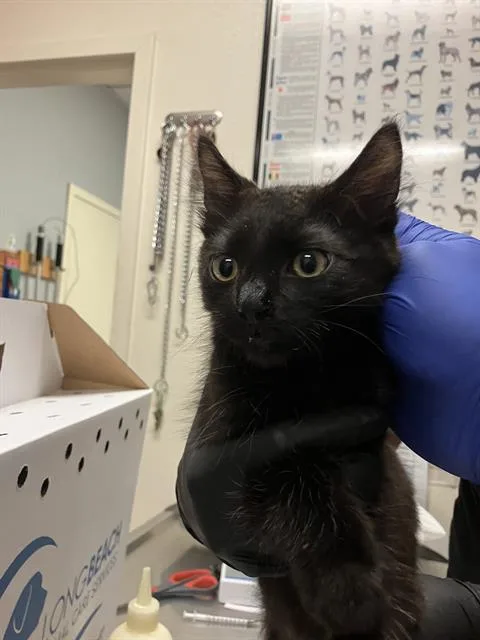 A baby small-sized male Domestic Short Hair cat named Yoson for adoption in Long Beach, CA