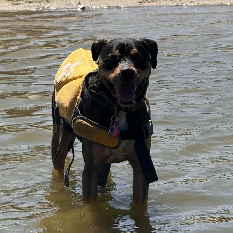 An adult medium-sized male Black Mixed Breed dog named Frank for adoption in Warr Acres, OK