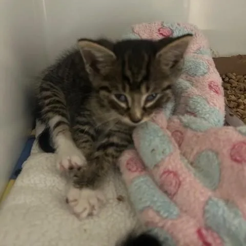 A baby small-sized male Tabby (Brown / Chocolate) Domestic Short Hair cat named Sheriff for adoption in Margate, FL