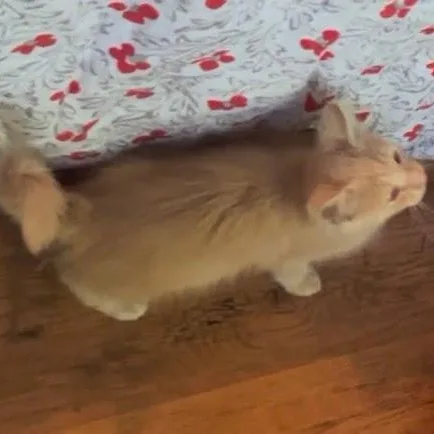 A baby small-sized male Domestic Medium Hair cat named Sonny for adoption in Danbury, CT