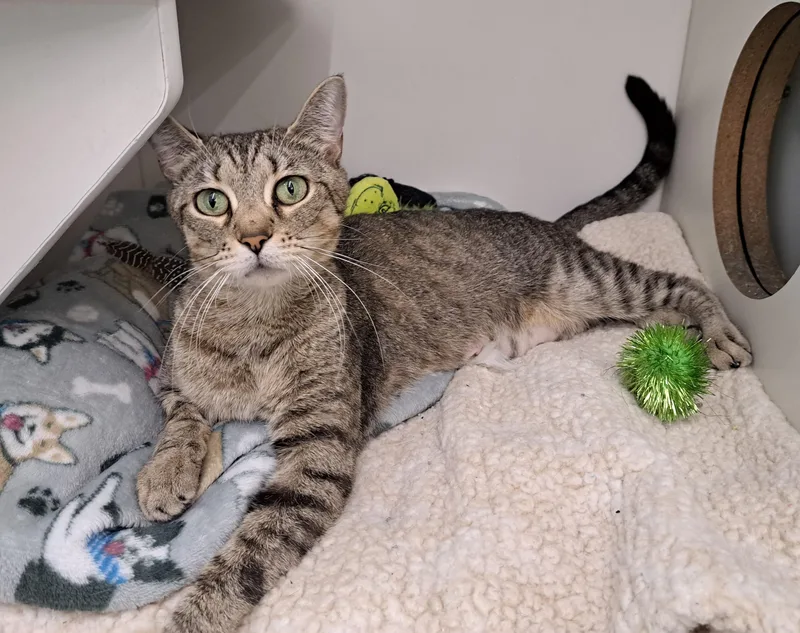 A young medium-sized female Tabby (Brown / Chocolate) Tabby cat named Cindi for adoption in New Albany, OH