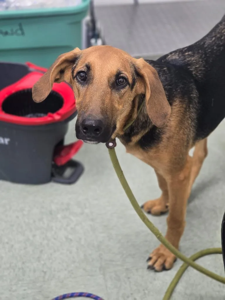 A baby medium-sized male Hound dog named Red for adoption in Danielsville, GA
