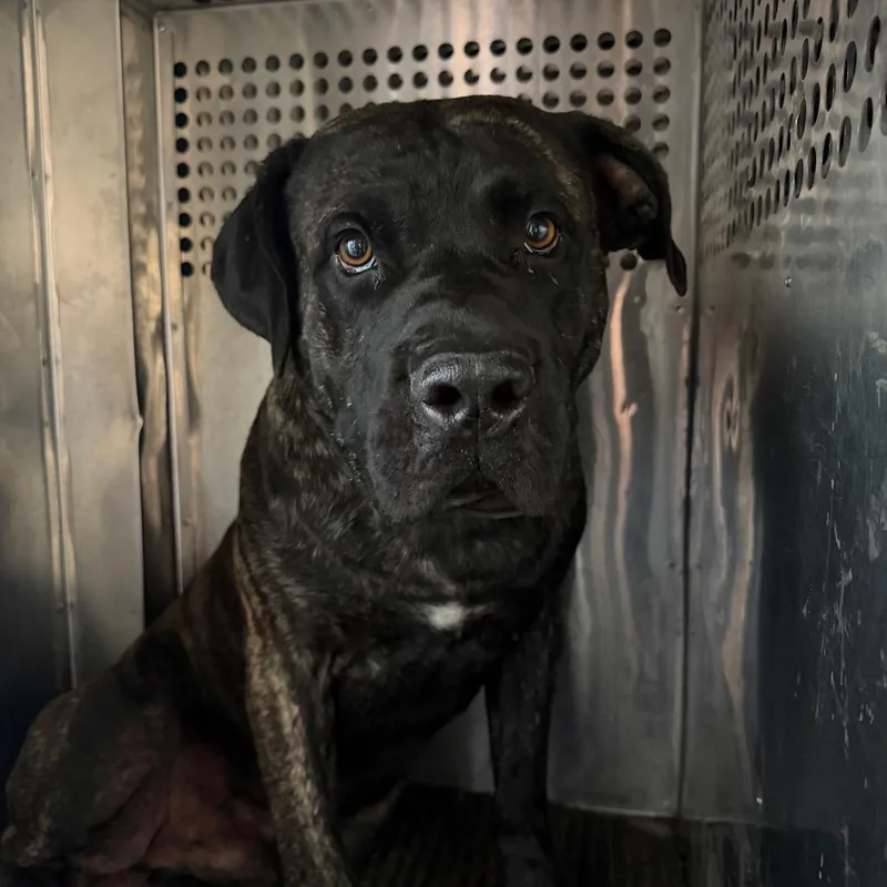 An adult extra large-sized male Cane Corso dog named Elias for adoption in Birmingham, AL