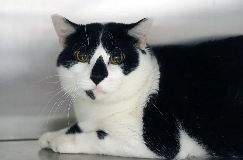 A young large-sized male Black & White / Tuxedo Tuxedo cat named Turtle for adoption in Kansas City, KS