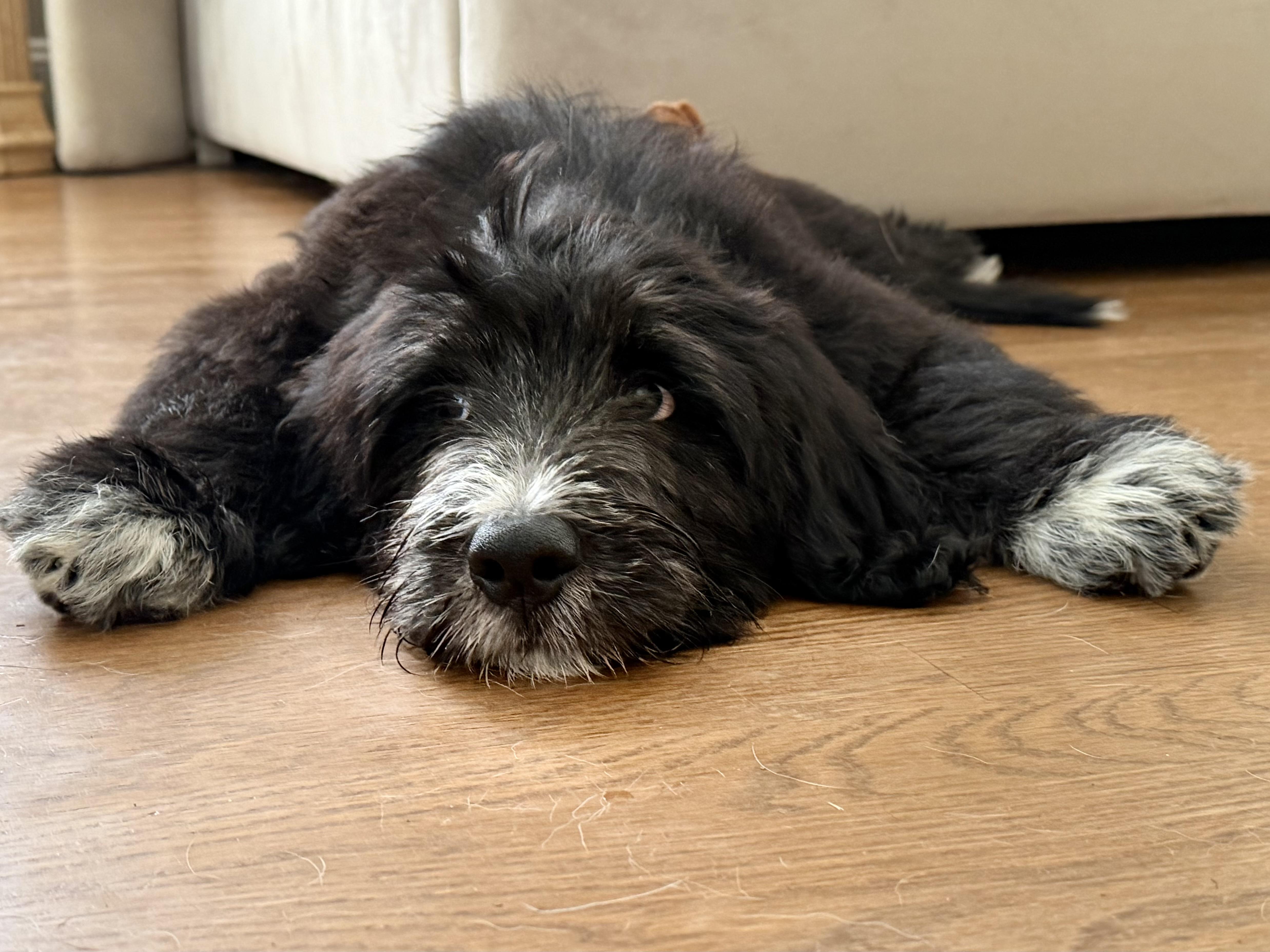 A baby medium-sized male Standard Poodle dog named Sage for adoption in Monroe, NC