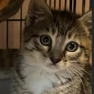 A baby small-sized female Brown / Chocolate Domestic Short Hair cat named Sesame for adoption in Oceanside, NY