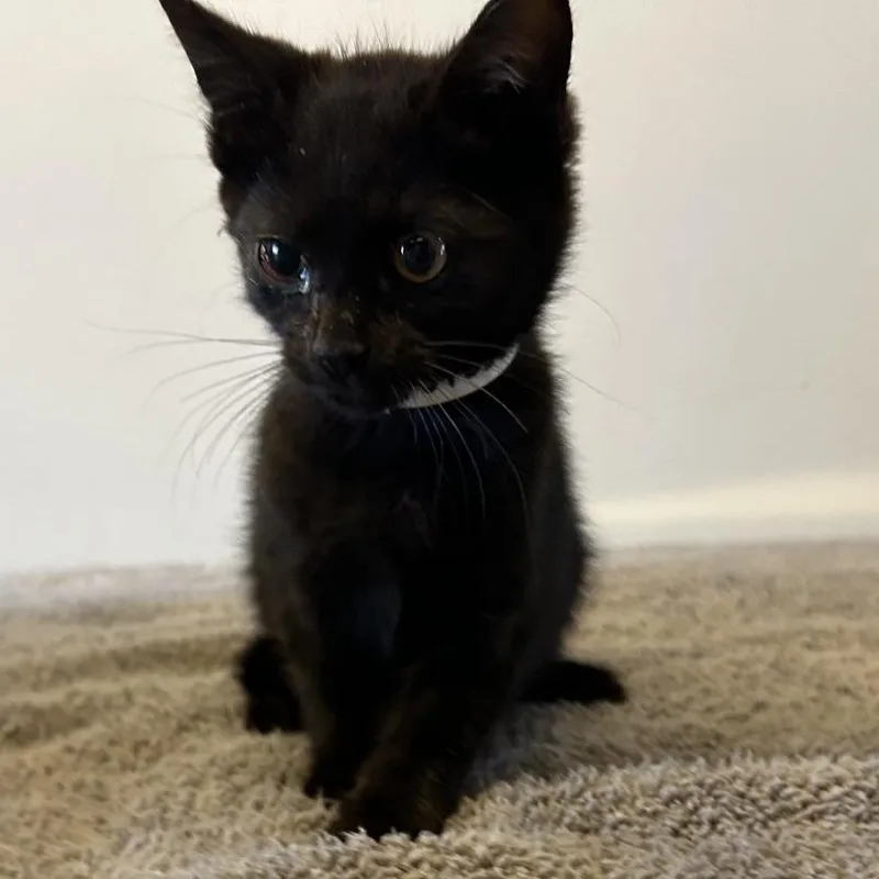 A baby small-sized female Black Domestic Short Hair cat named Allie for adoption in San Gabriel, CA