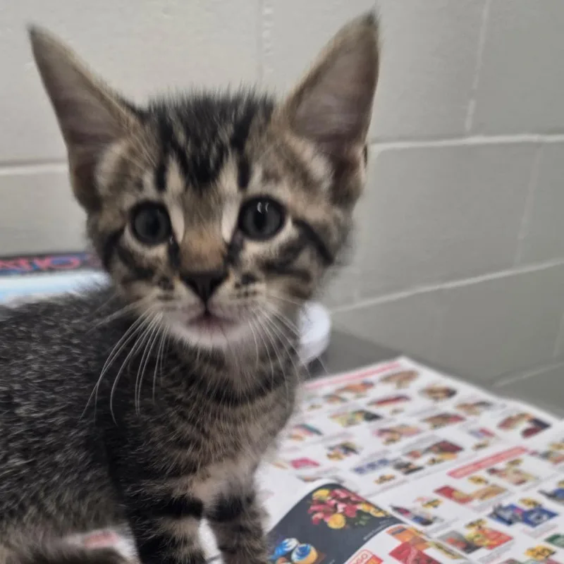 A baby small-sized male White Domestic Short Hair cat named Luke Skywalker for adoption in Jacksonville, FL