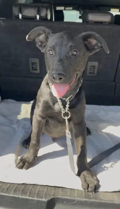A baby medium-sized male Labrador Retriever dog named Walle for adoption in Fresno, CA