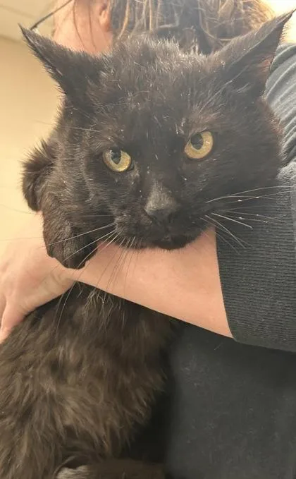 An adult medium-sized male Domestic Short Hair cat named Jack Black for adoption in Fishers, IN