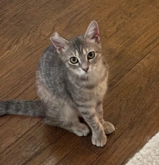 A baby medium-sized female Domestic Short Hair cat named Yesterday for adoption in Youngsville, NC