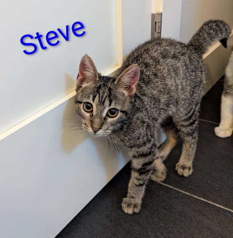 A baby medium-sized male Tabby (Brown / Chocolate) Domestic Short Hair cat named Steve for adoption in West Richland, WA