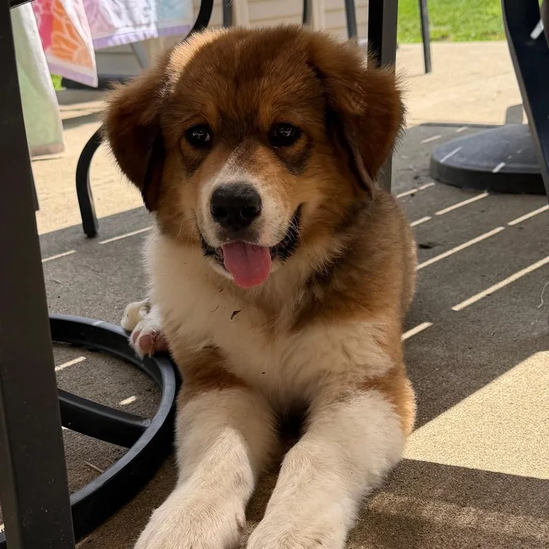 A baby extra large-sized male Bernese Mountain Dog dog named Alfie for adoption in Farmersville, OH