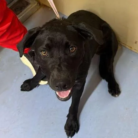 An adult medium-sized female Black Labrador Retriever dog named Magic for adoption in Gadsden, AL