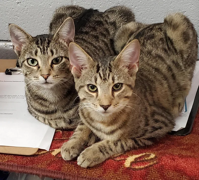 An adult medium-sized male Domestic Short Hair cat named Zenith Bonded with for adoption in Camden, TN