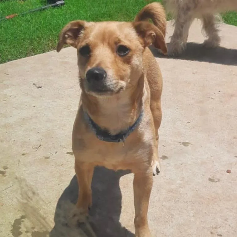 An adult small-sized female Yellow / Tan / Blond / Fawn Schnauzer dog named Chloe for adoption in Wichita, KS