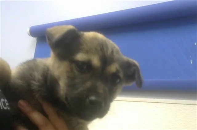 A baby small-sized male Rottweiler dog named Stitch for adoption in Albuquerque, NM