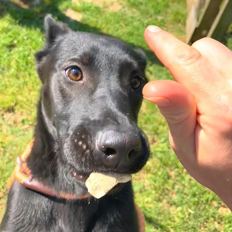 A young medium-sized male Black Mixed Breed dog named Rockstar for adoption in Chattanooga, TN