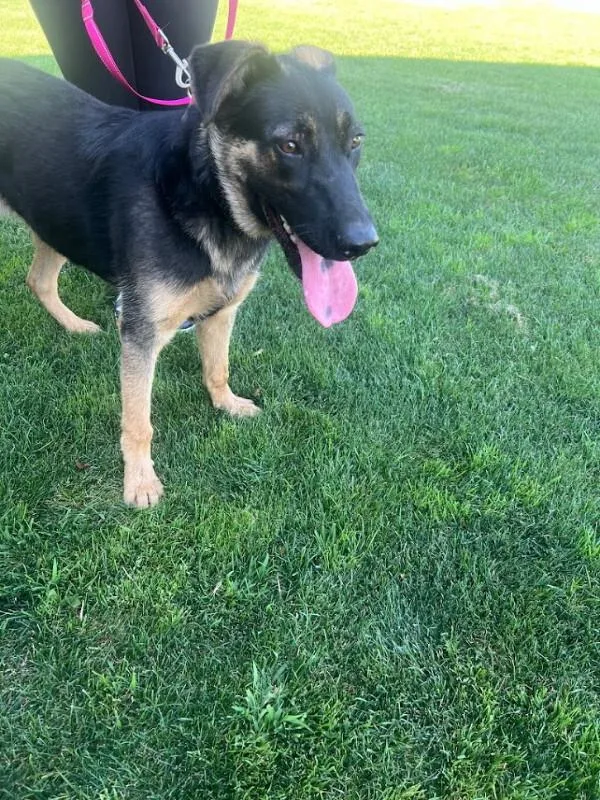 An adult large-sized male Black German Shepherd Dog dog named Ruger for adoption in renton, WA