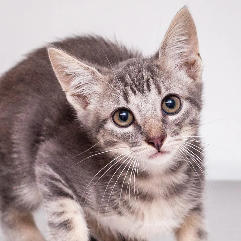 A baby small-sized male Gray / Blue / Silver Domestic Short Hair cat named Wallabee Beetles for adoption in Hattiesburg, MS