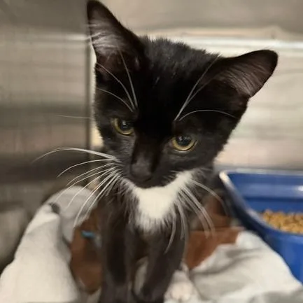 A baby small-sized male Domestic Short Hair cat named Domino for adoption in Cumming, GA