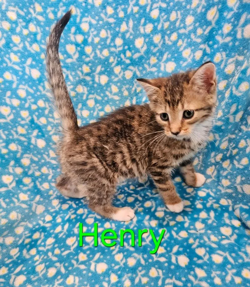 A baby medium-sized male Domestic Short Hair cat named Henry for adoption in Johnson City, TN