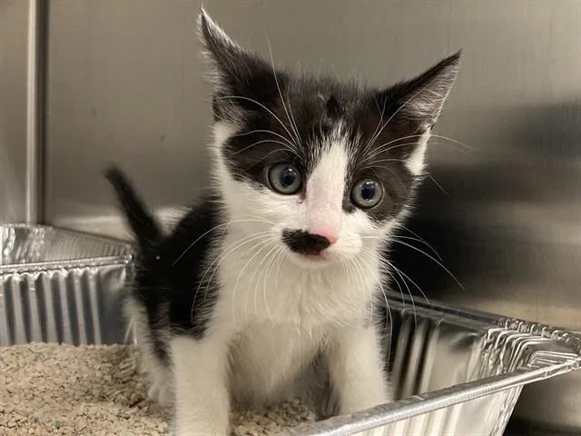 A baby small-sized male Domestic Short Hair cat named Monty for adoption in Tustin, CA