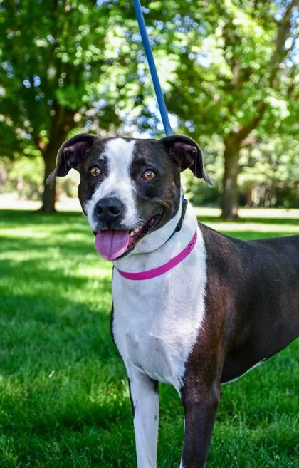 An adult large-sized female Pit Bull Terrier dog named Princess Betsy for adoption in Yakima, WA