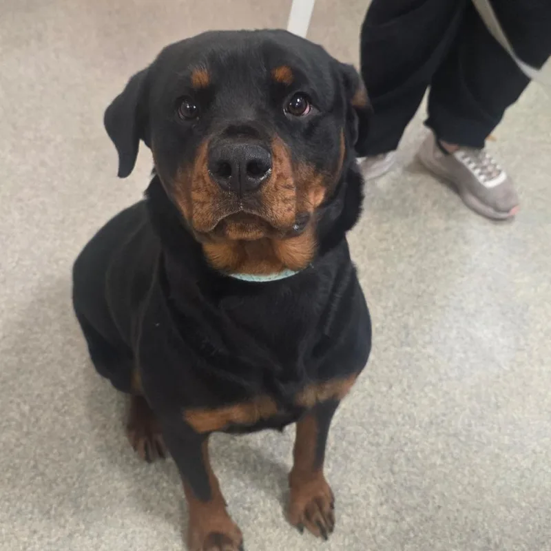 A young large-sized female Black Mixed Breed dog named May for adoption in Jacksonville, FL