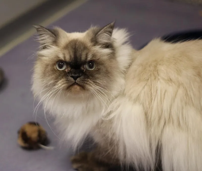 An adult medium-sized female Himalayan cat named Jinxy for adoption in Rockford, IL
