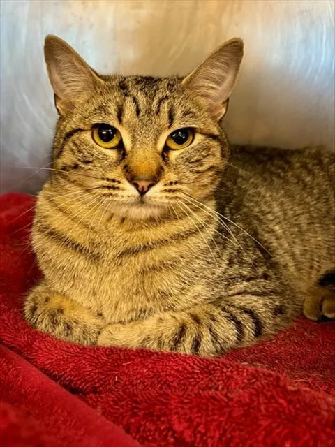 A young medium-sized female Domestic Short Hair cat named Gracey for adoption in York, SC
