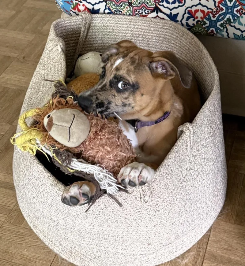 Lola thumbnail 4