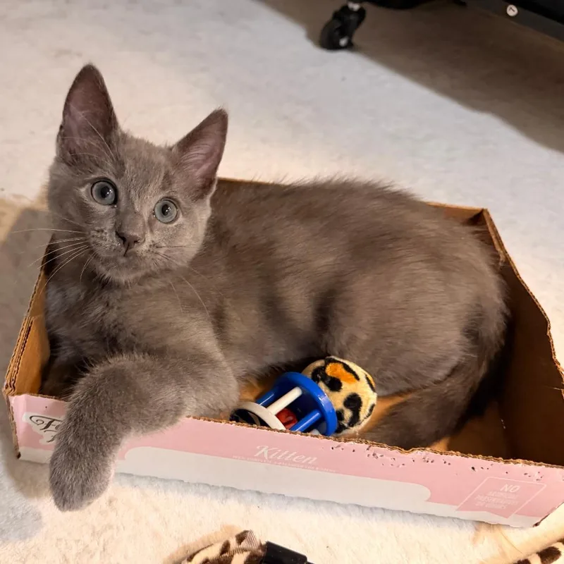 A baby small-sized male Gray / Blue / Silver Domestic Short Hair cat named Spice for adoption in Los Angeles, CA