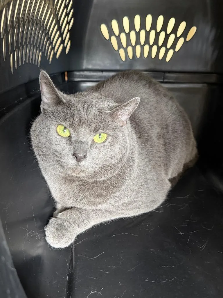 An adult medium-sized female Domestic Short Hair cat named Molly Grue for adoption in Cincinnati, OH
