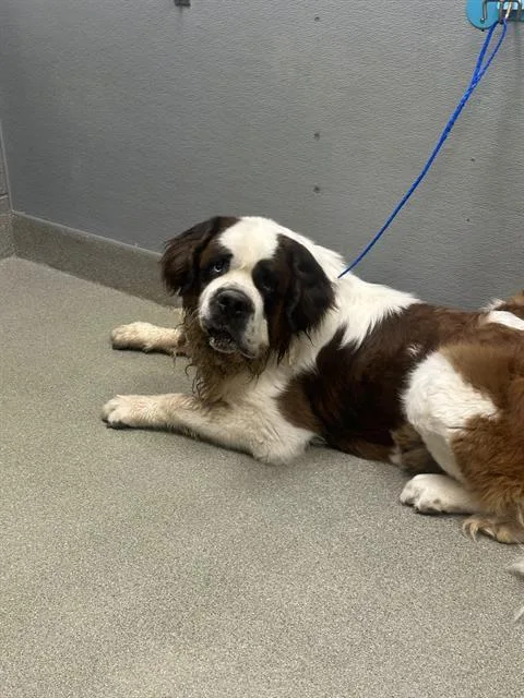 An adult extra large-sized male Saint Bernard dog named Thor for adoption in Las Vegas, NV