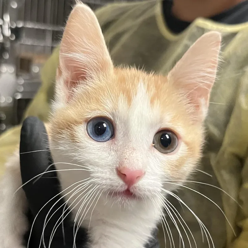 A baby small-sized female Orange / Red Domestic Short Hair cat named Asami for adoption in Palm Springs, CA