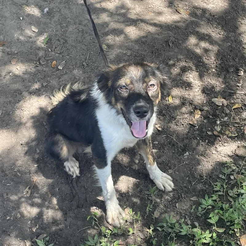 An adult medium-sized male Black Border Collie dog named Pyro for adoption in Lakeland, FL