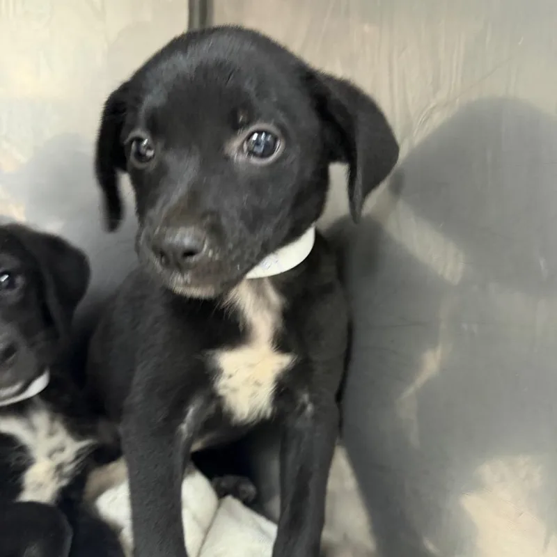 A baby small-sized female Black Labrador Retriever dog named Britney for adoption in Parrish, AL