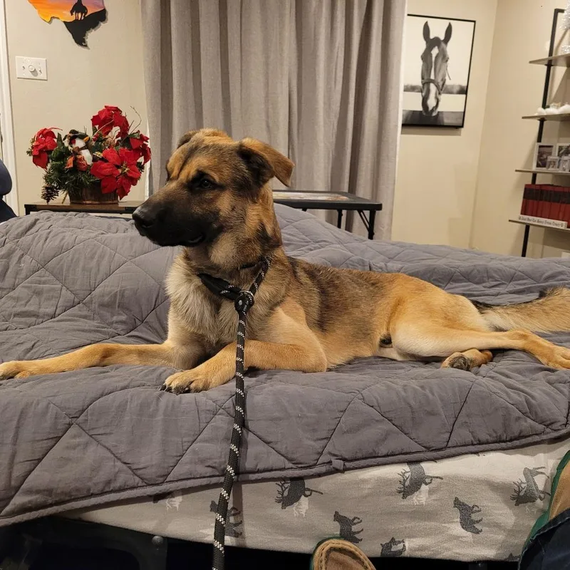 An adult large-sized male Yellow / Tan / Blond / Fawn German Shepherd Dog named Diego for adoption in Aledo, TX