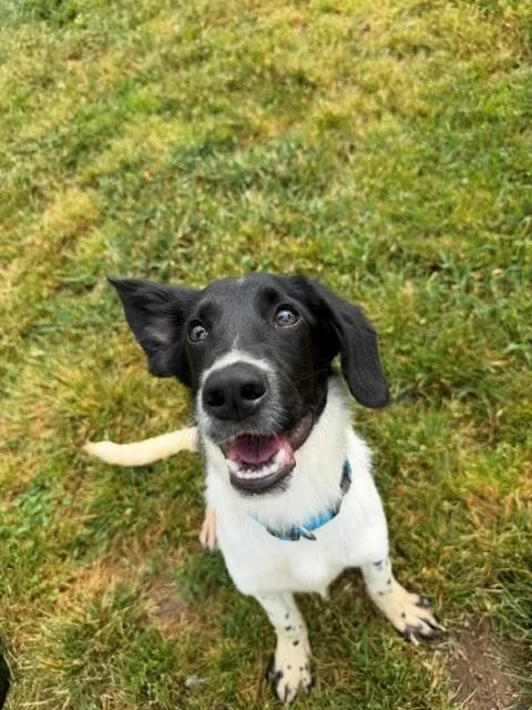 A baby medium-sized male Black Cocker Spaniel dog named King for adoption in Augusta, WV