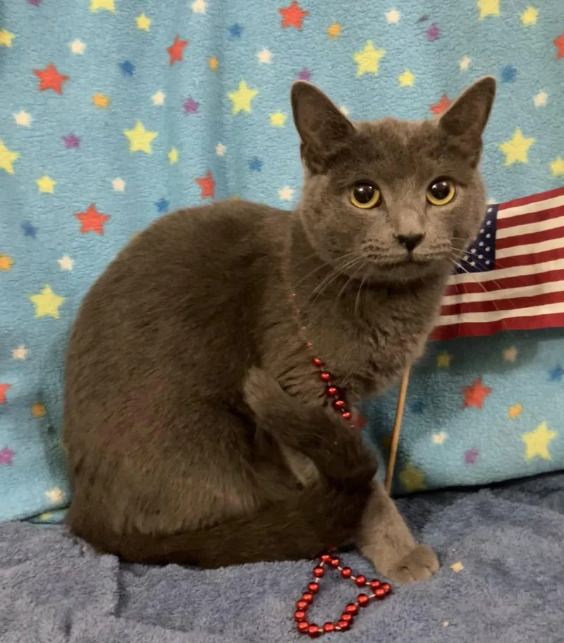 An adult medium-sized female Gray / Blue / Silver Domestic Short Hair cat named Squeaky for adoption in Dublin, OH