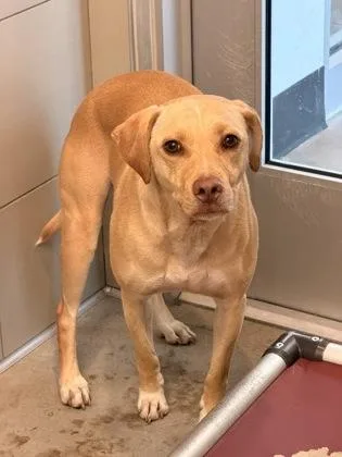 A young medium-sized male Yellow / Tan / Blond / Fawn Labrador Retriever dog named Marlin for adoption in Cleveland, OH
