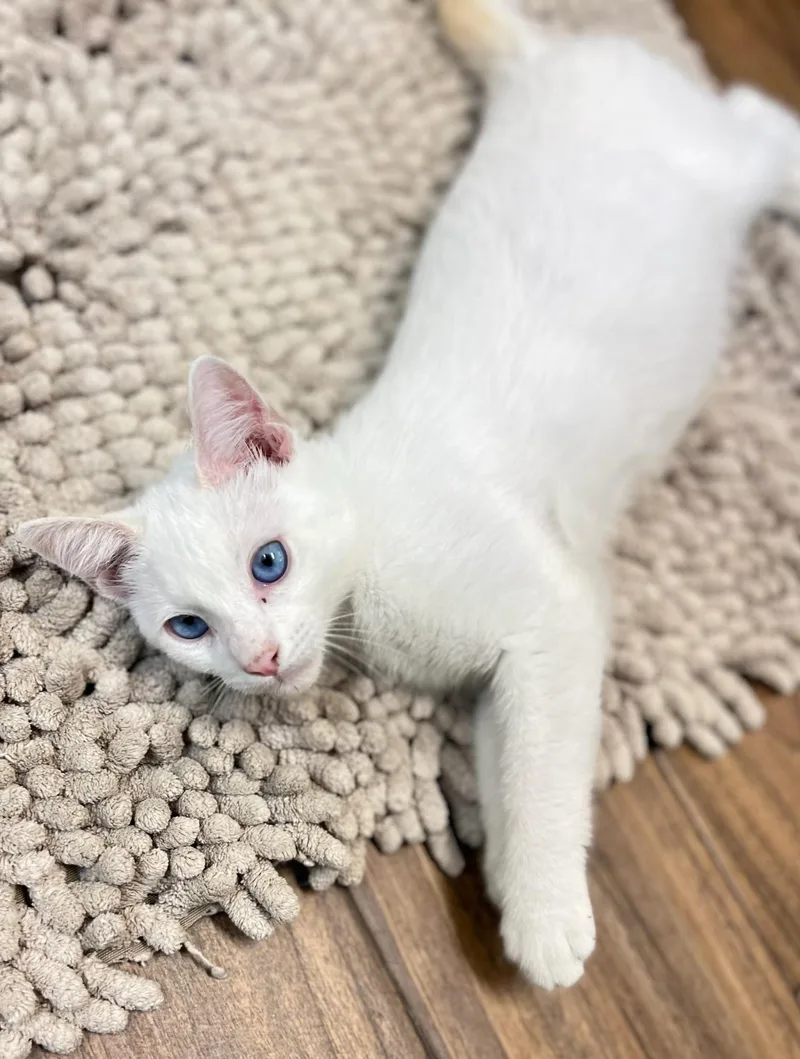 A baby medium-sized male Flame Point Siamese cat named Hilo for adoption in Los Angeles, CA