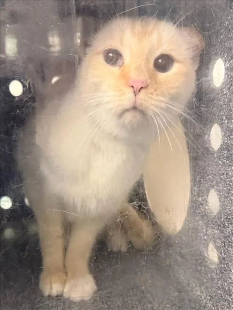 A senior medium-sized female Domestic Short Hair cat named Honey for adoption in Woodland, CA