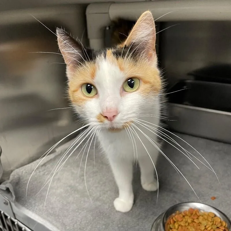 An adult medium-sized female Domestic Short Hair cat named Ellie for adoption in Roanoke, VA