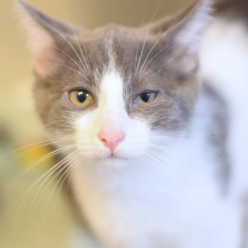 A baby small-sized male White Domestic Short Hair cat named Ward for adoption in Belleville, IL