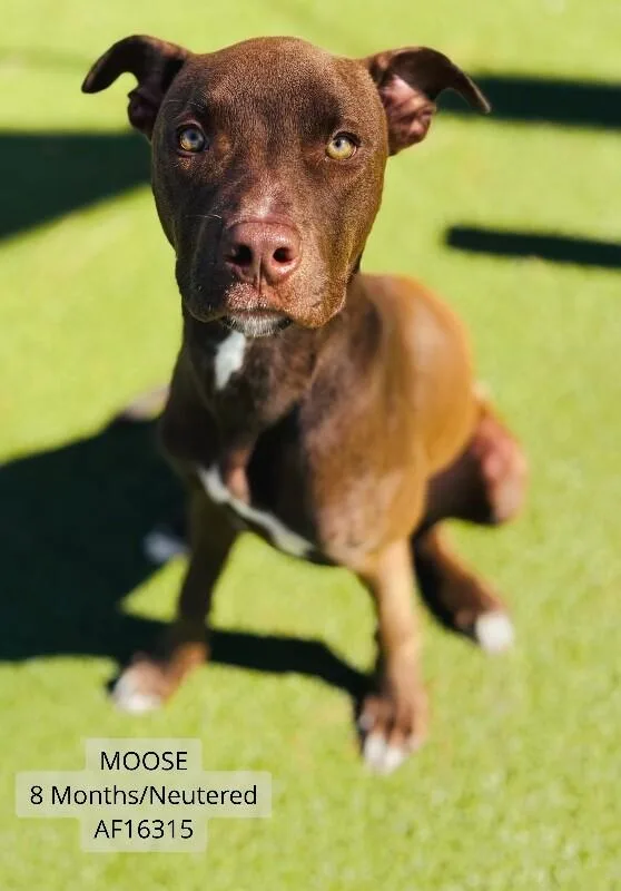 An adult small-sized male Brown / Chocolate Pit Bull Terrier dog named Moose for adoption in Supply, NC